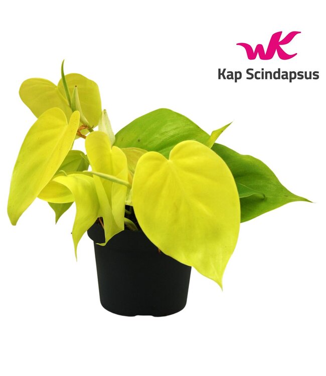 Philodendron Lime ( x 10 )