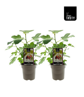 ME Ficus Brown Turkey (15018) ( x 6 )