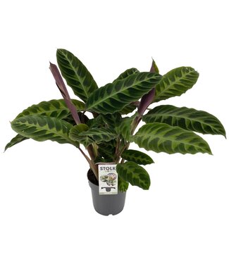 ME Calathea Warscewiczii ( x 8 )