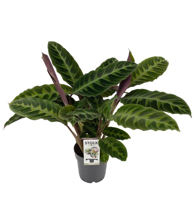 Calathea Warscewiczii ( x 8 )