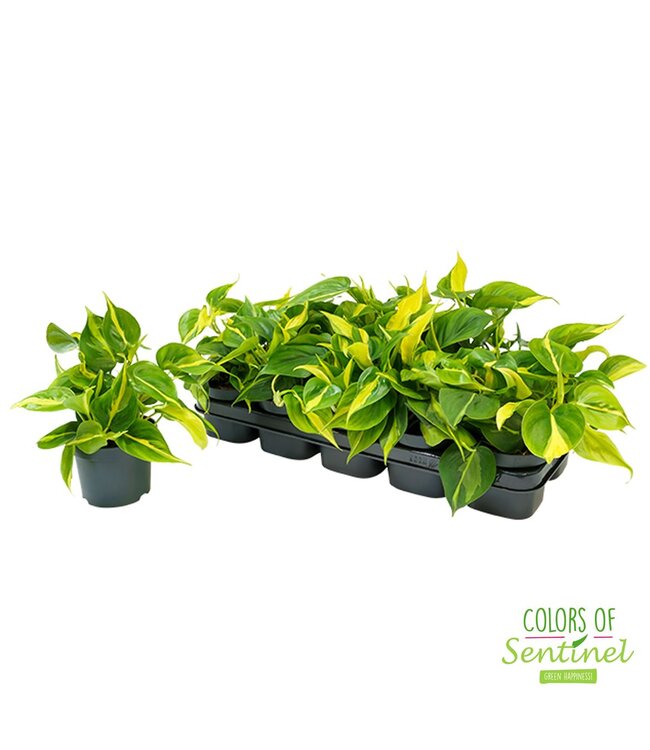 Philodendron scandens 'Brasil' ( x 10 )