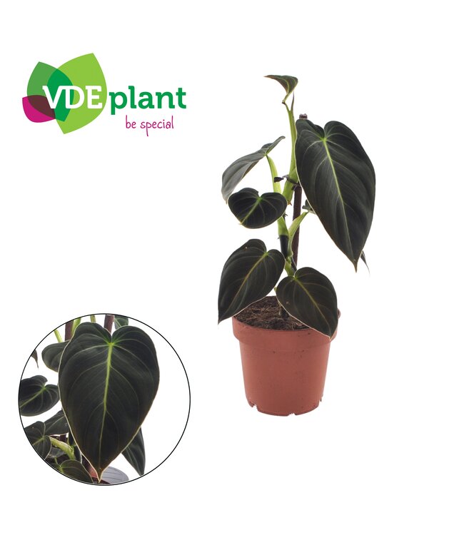 Philodendron Melanochrysum met Kratiste stok ( x 6 )