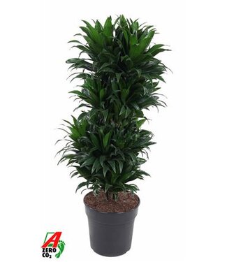 ME Dracaena Compacta vertakt P27 ( x 1 )