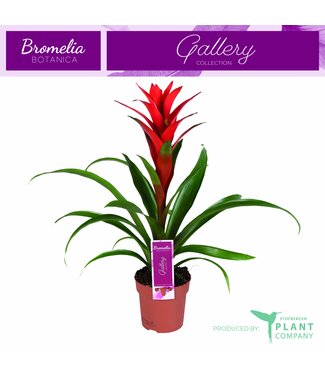 ME Guzmania Ostara ( x 6 )