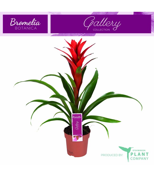 Guzmania Ostara ( x 6 )