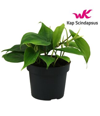 ME Philondendron Scandens ( x 10 )