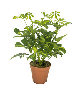 ME Schefflera Gerda Vertakt ( x 8 )