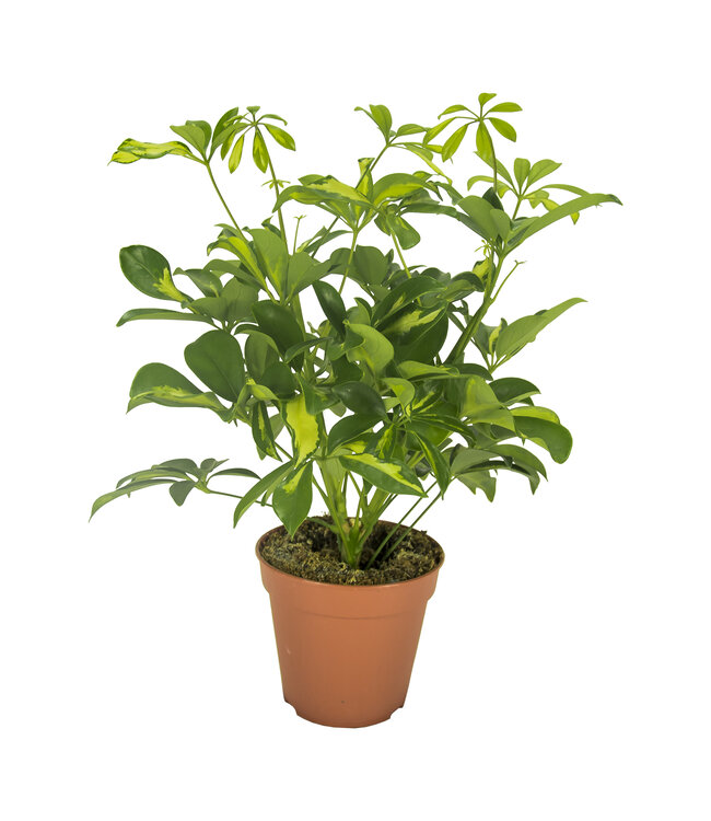 Schefflera Gerda Vertakt ( x 8 )