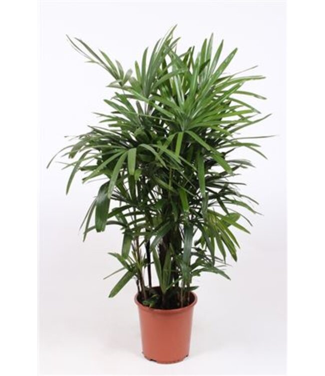 Rhapis excelsa ( x 1 )