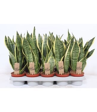 ME Sansevieria Superba ( x 10 )