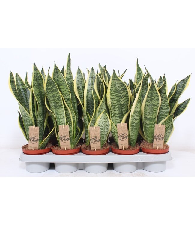 Sansevieria Superba ( x 10 )