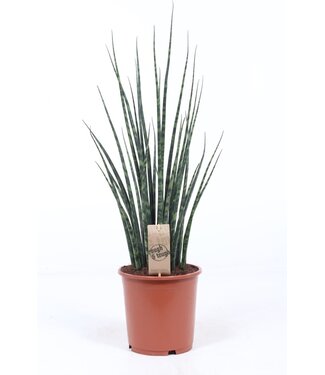 ME Sansevieria 'Fernwood' Mikado ( x 1 )