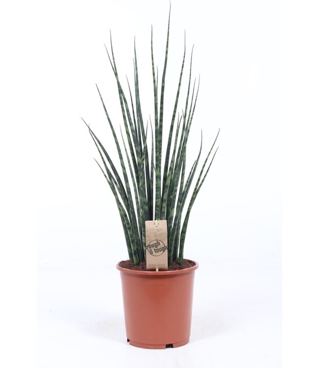 Sansevieria 'Fernwood' Mikado ( x 1 )