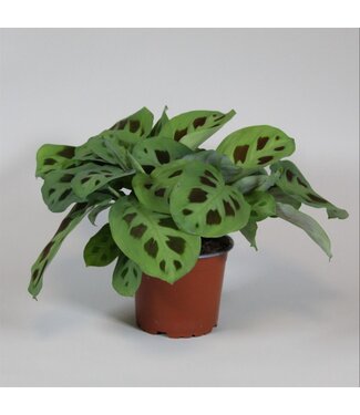 ME Maranta leuconeura 'Kerchoveana' ( x 8 )