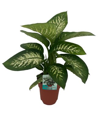 ME Dieffenbachia Tropic Snow ( x 1 )