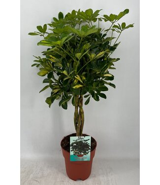 ME Schefflera Gold Capella gevlochten stam ( x 5 )