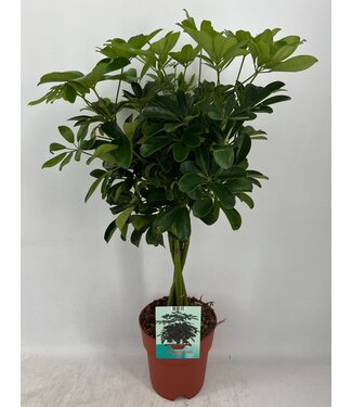 ME Schefflera Compacta gevlochten stam ( x 5 )