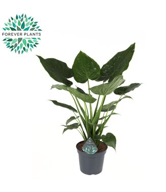 ME Alocasia Cucullata p35 ( x 1 )