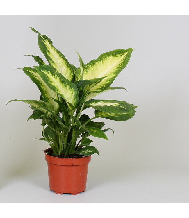 Dieffenbachia 'Camilla' ( x 10 )