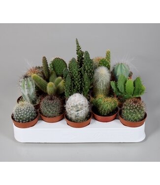 ME Cactus 5,5 cm mix ( x 20 )