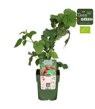 ME Rubus Tayberry Bio P13 ( x 6 )