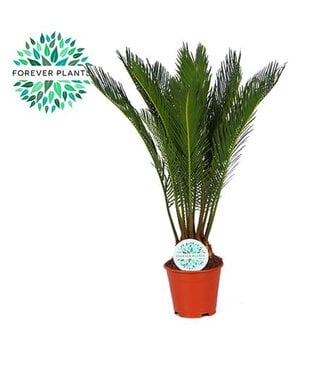 ME Cycas Revoluta p14 ( x 8 )