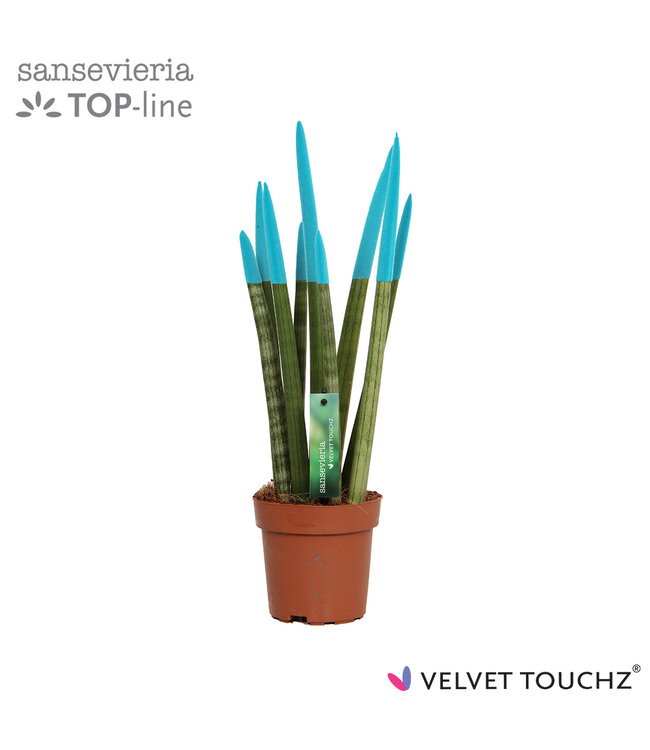 Sansevieria VELVET TOUCHZ® Aqua ( x 8 )