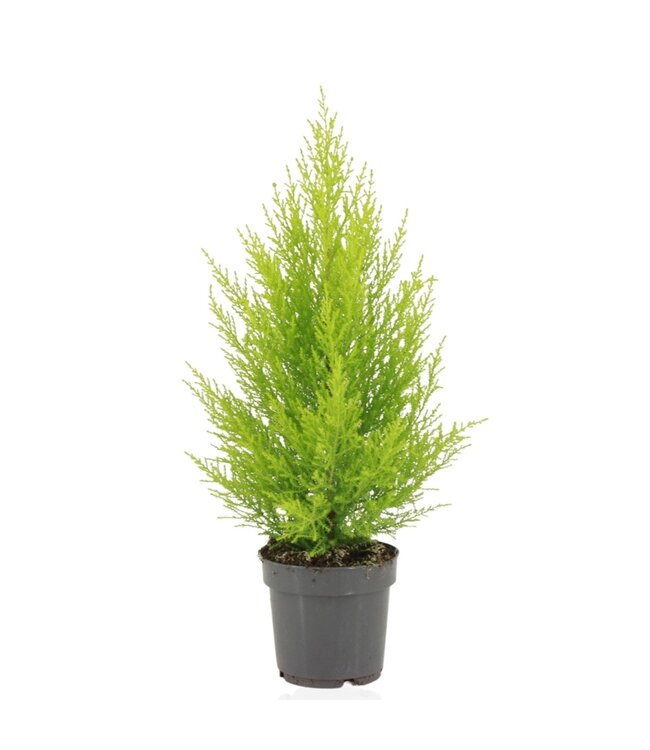 Cupressus macrocarpa Goldcrest Wilma ( x 8 )