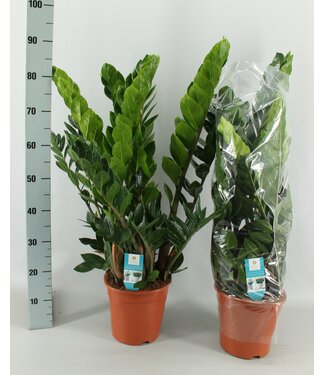 ME Zamioculcas 21cm ( x 1 )