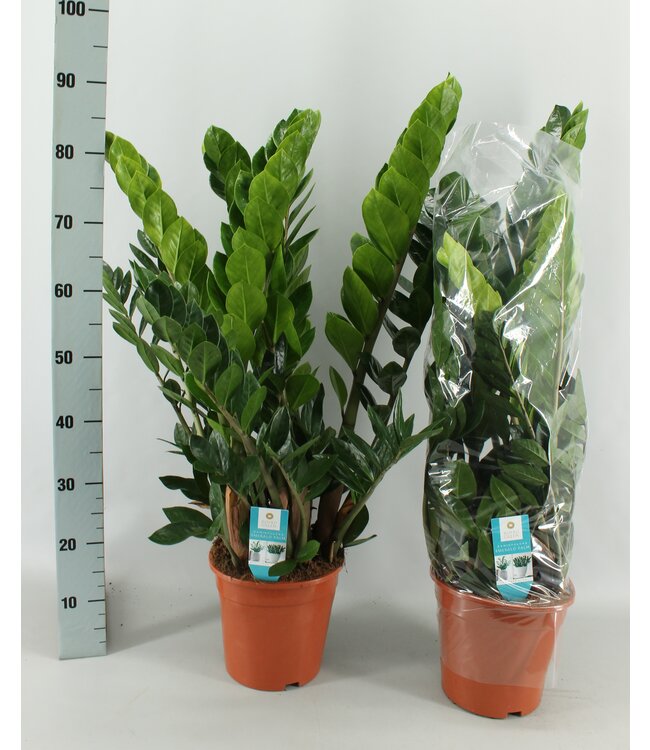 Zamioculcas 21cm ( x 1 )