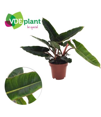 ME Philodendron Billietiae (2pp) 12cm ( x 8 )