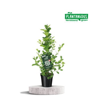 ME Ficus microcarpa moclame ( x 1 )