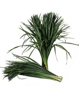 AD T-grass ( x 50 )