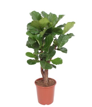 ME Ficus lyrata ( x 1 )