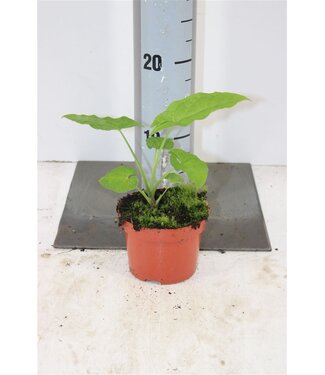 ME Syngonium Steyermarkii ( x 1 )