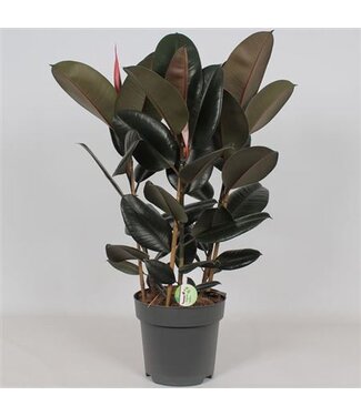 ME Ficus 'abidjan' ( x 1 )