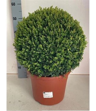 ME Buxus Sempervirens ( x 1 )