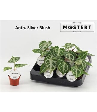 ME Anthurium Silver Blush P6 ( x 12 )