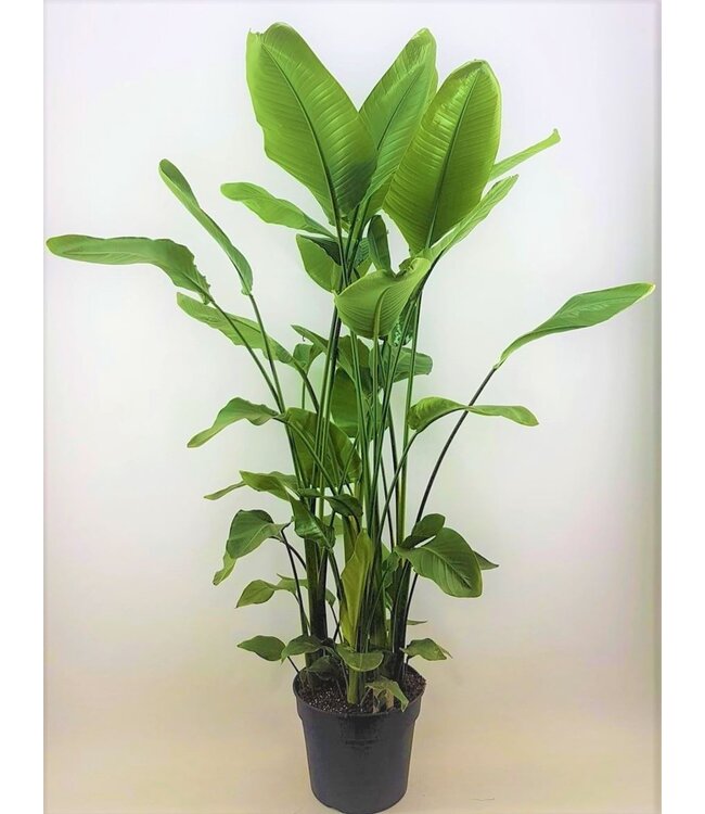 Strelitzia nicolai 38 Toef 7 pp ( x 1 )