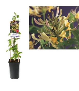 ME Lonicera Periclymenum +light Label ( x 4 )