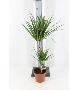 ME Dracaena Marg Marginata P17 ( x 1 )