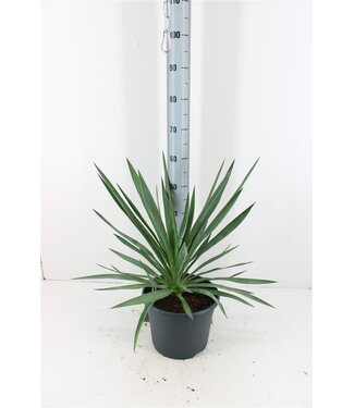 ME Yucca Gloriosa P26 ( x 1 )