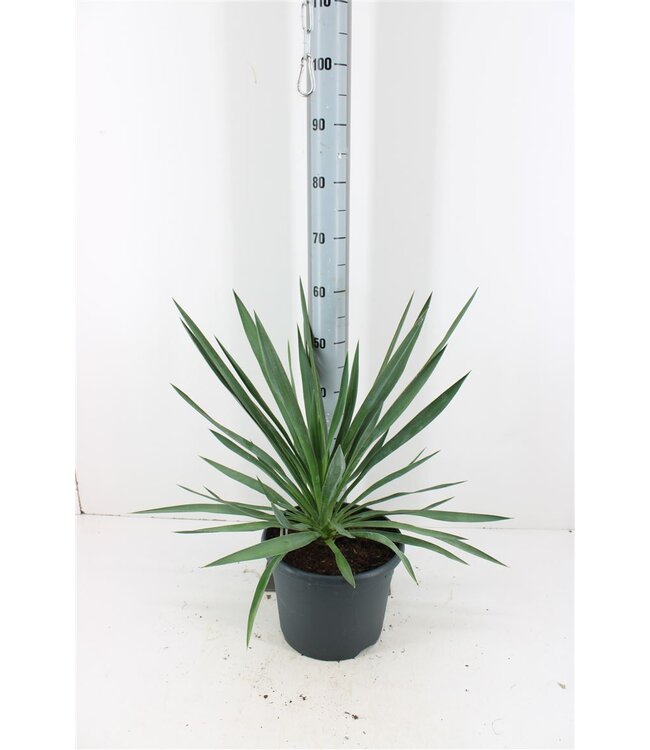 Yucca Gloriosa P26 ( x 1 )