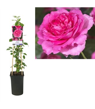 ME Rosa 'pink Climber' +light Label P17 ( x 1 )