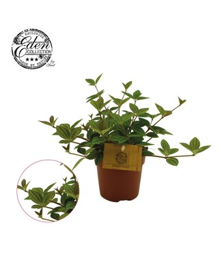 ME Peperomia Ang. Rocca Vivace P10.5 ( x 6 )