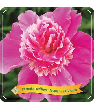 ME Paeonia Lactiflora 'nymphe De Vrome' P21 ( x 1 )