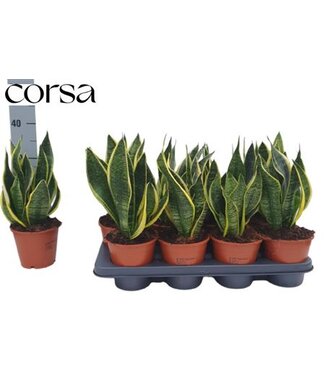 ME Sansevieria Futura Superb P14 ( x 8 )