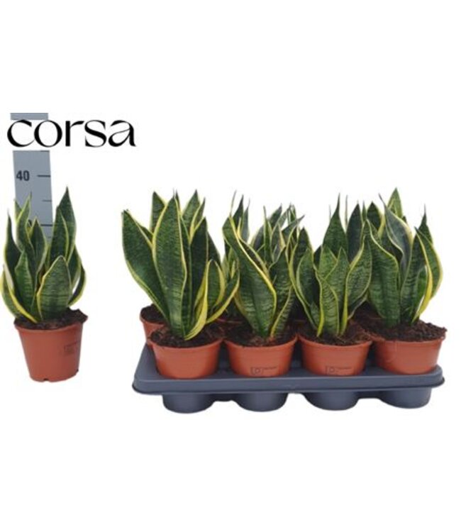 Sansevieria Futura Superb P14 ( x 8 )