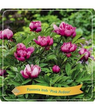 ME Paeonia Itoh 'pink Ardour' P21 ( x 1 )