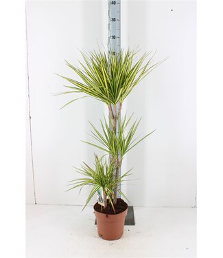 ME Dracaena Marginata Sunray ( x 1 )